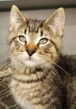 Leonardo Di Catrio -  Domestic Short Hair Cat for Adoption in Waupaca, Wisconsin - Leonardo Di Catrio | PetCurious
