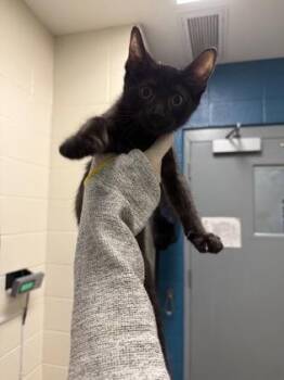 Tim -  Domestic Short Hair Cat for Adoption in Wichita, Kansas - Tim | PetCurious