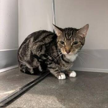 Mamba -  Domestic Short Hair Cat for Adoption in Janesville, Wisconsin - Mamba | PetCurious