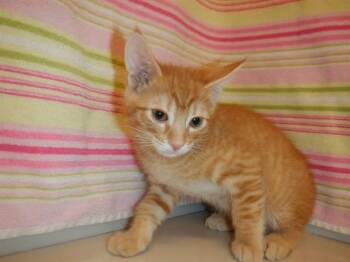 TROUT -  Domestic Short Hair Cat for Adoption in San Jose, California - TROUT | PetCurious
