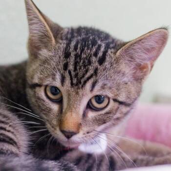 Timsy -  Domestic Short Hair Cat for Adoption in Hot Springs, Arkansas - Timsy | PetCurious