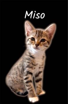 Miso -  Domestic Short Hair Cat Available for Adoption in Auburn, California - Miso | PetCurious