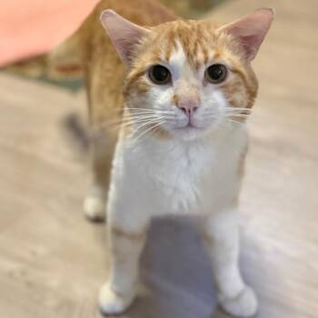 Domestic Short Hair Cats Available for Adoption in Buffalo, New York - GRADY | PetCurious