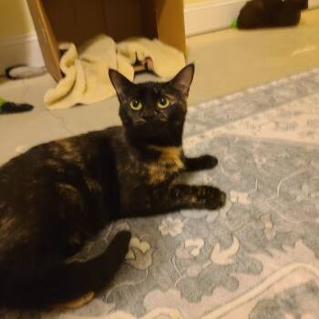 Rescue Domestic Short Hair and Tortoiseshell Cats for Adoption in Greensboro, Georgia - P.I.D.  - Winterville, GA | PetCurious