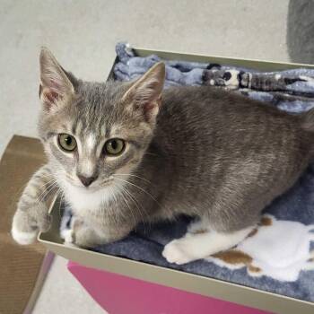 Floatie -  Domestic Short Hair Cat for Adoption in Chattanooga, Tennessee - Floatie | PetCurious
