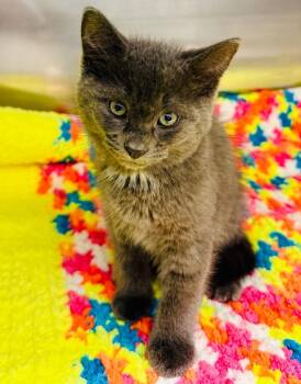 Domestic Short Hair Cats Available for Adoption - Magneto (Petsmart ) | PetCurious