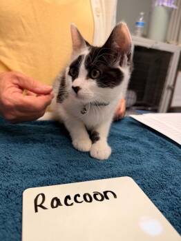 Raccoon -  Domestic Short Hair Cat for Adoption in Vancouver, Washington - Raccoon | PetCurious