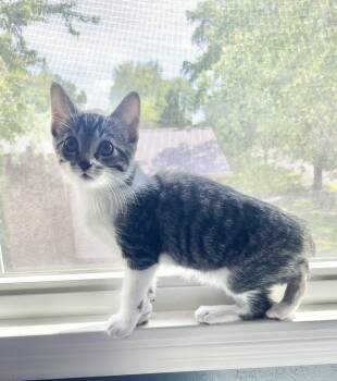 Rowan -  Domestic Short Hair Cat Available for Adoption in Mt. Juliet, Tennessee - Rowan | PetCurious