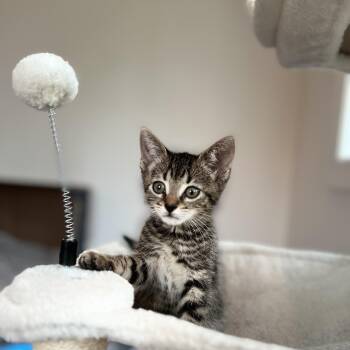Calder -  Domestic Medium Hair Cat Available for Adoption in New Bern, North Carolina - Calder | PetCurious