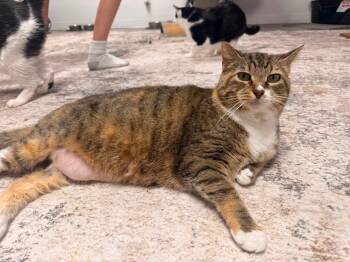 Rowdy -  Domestic Short Hair Cat for Adoption in Indianapolis, Indiana - Rowdy | PetCurious