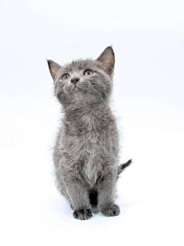 Domestic Medium Hair and Domestic Short Hair Cats Available for Adoption in Morton Grove, Illinois - Minerva | PetCurious