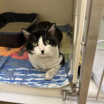 Trent -  Domestic Short Hair Cat for Adoption in Burlington, Ontario - Trent | PetCurious
