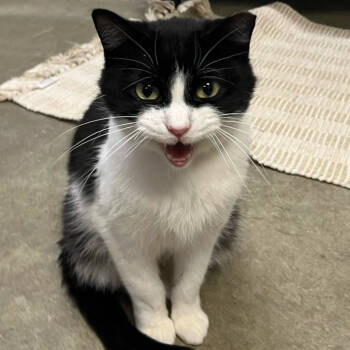 Rescue Domestic Short Hair Cats for Adoption in Chicago, Illinois - Priscilla | PetCurious