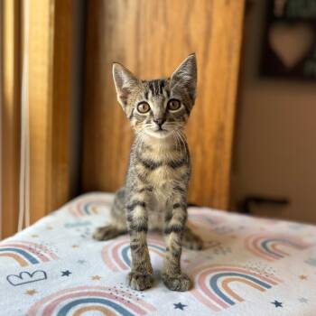 Croissant--In Foster -  Domestic Short Hair Cat for Adoption in Fargo, North Dakota - Croissant--In Foster | PetCurious
