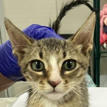 Pumpkin -  Domestic Medium Hair Cat for Adoption in Las Cruces, New Mexico - Pumpkin | PetCurious