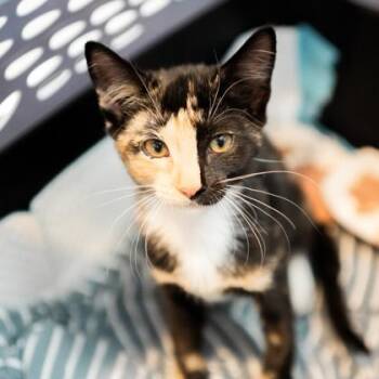 Sonic -  Domestic Short Hair Cat for Adoption in Atlanta, Georgia - Sonic | PetCurious