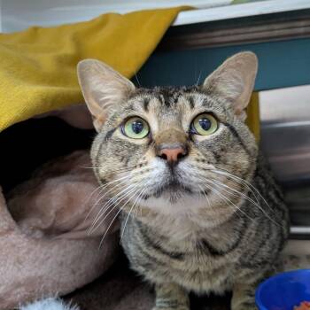 Teddy -  Domestic Short Hair Cat for Adoption in South Burlington, Vermont - Teddy | PetCurious