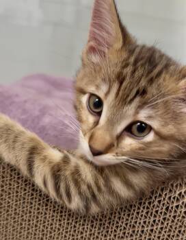 Elizabeth -  Domestic Short Hair Cat for Adoption in Nashville, Tennessee - Elizabeth | PetCurious