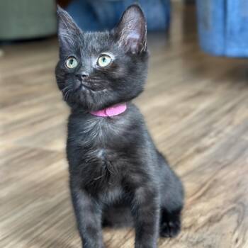 Rochelle -  Domestic Short Hair Cat for Adoption in Evansville, Indiana - Rochelle | PetCurious