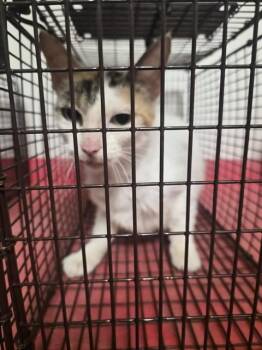 A656834 -  Domestic Short Hair Cat for Adoption in Houston, Texas - A656834 | PetCurious