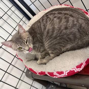 Tigger -  Domestic Short Hair Cat for Adoption in Carroll, Iowa - Tigger | PetCurious
