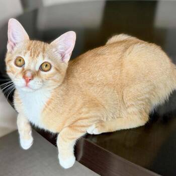 Colby -  Domestic Short Hair Cat for Adoption in Fort Lauderdale, Florida - Colby | PetCurious