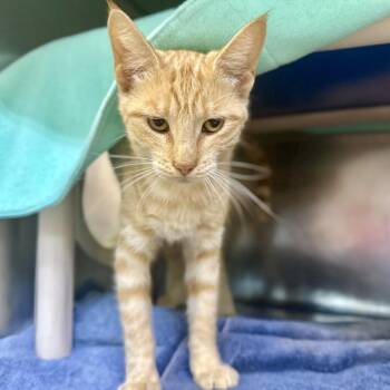 Cactus Jack -  Domestic Short Hair Cat for Adoption in Austin, Texas - Cactus Jack | PetCurious