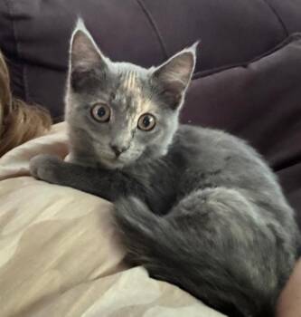 Rescue Russian Blue and Dilute Tortoiseshell Cats for Adoption in Lombard, Illinois - Sugar Pop | PetCurious