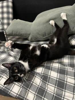 Domestic Short Hair Cats Available for Adoption in Evanston, Illinois - Snowberry | PetCurious