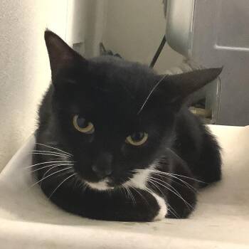 IVHS-Stray-141818 -  Domestic Short Hair Cat for Adoption in San Gabriel, California - IVHS-Stray-141818 | PetCurious