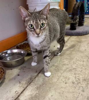 Rescue Domestic Short Hair Cats for Adoption in Saint James City, Florida - Trouble Jr. | PetCurious