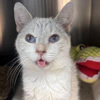 Siamese Cats Available for Adoption - Rafiki | PetCurious