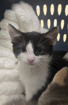 Charlie -  Domestic Short Hair Cat for Adoption in Westland, Michigan - Charlie | PetCurious