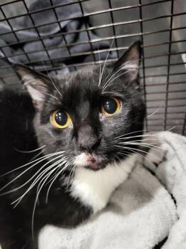 Domestic Short Hair Cats Available for Adoption in San Antonio, Texas - ARCHIE | PetCurious