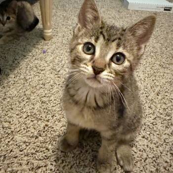 Aspen -  Domestic Short Hair Cat for Adoption in Michigan City, Indiana - Aspen | PetCurious