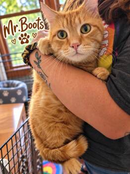 Mr.Boots -  Domestic Short Hair Cat for Adoption in Akron, Ohio - Mr.Boots | PetCurious