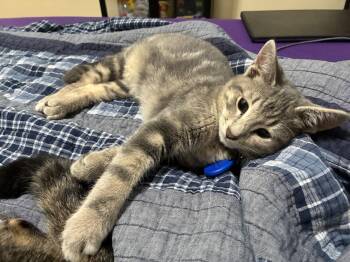 Domestic Short Hair Cats Available for Adoption - Nimbus | PetCurious