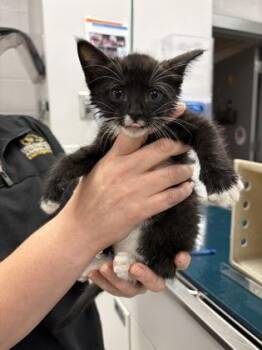 Wrigley -  Domestic Short Hair Cat for Adoption in Gastonia, North Carolina - Wrigley | PetCurious