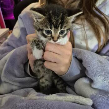 Cristina -  Domestic Short Hair Cat for Adoption in Dekalb, Illinois - Cristina | PetCurious