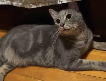 Rescue Domestic Short Hair Cats for Adoption in Fort Worth, Texas - Artistico “Artie” | PetCurious