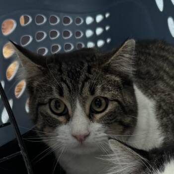 Domestic Short Hair Cats Available for Adoption - Eddie | PetCurious