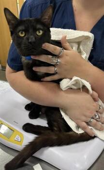 ZACHARY -  Domestic Short Hair Cat Available for Adoption - ZACHARY | PetCurious