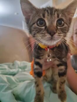 Pepper -  Domestic Short Hair Cat for Adoption in Rochester, Washington - Pepper | PetCurious