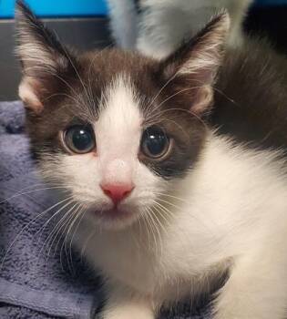 Rory -  Domestic Short Hair Cat for Adoption in Kansas City, Missouri - Rory | PetCurious