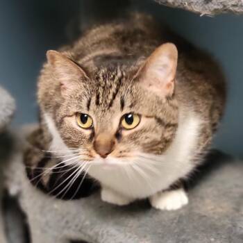 American Shorthair Cats Available for Adoption in Mount Vernon, Indiana - Stephie | PetCurious