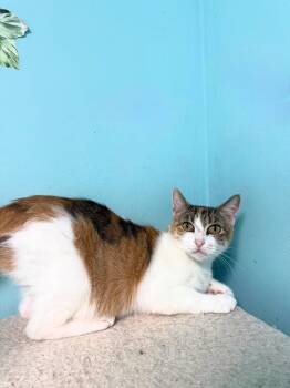 Katurah -  Domestic Short Hair Cat for Adoption in Freeport, New York - Katurah | PetCurious