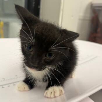 Balboa -  Domestic Short Hair Cat for Adoption in Columbiana, Alabama - Balboa | PetCurious
