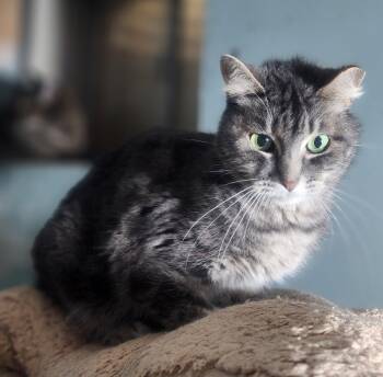 Domestic Short Hair Cats Available for Adoption in Lincoln, Nebraska - Empress Meow Meow | PetCurious