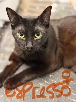 Espresso -  Domestic Short Hair Cat for Adoption in Vancouver, Washington - Espresso | PetCurious