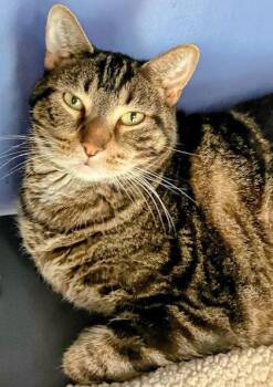 Rescue Domestic Short Hair Cats for Adoption in Dekalb, Illinois - Buster | PetCurious